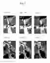 Fig. 08 - Immortalized stem cell, compositions, preparations and uses thereof