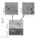 Fig. 10 - Immortalized stem cell, compositions, preparations and uses thereof