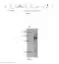 Fig. 02 - Nitrilase from , its encoding gene, vector, recombinant bacterial strain and uses thereof