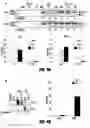 Fig. 05 - Modulation of alternative MDM2 splicing