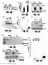 Fig. 06 - Modulation of alternative MDM2 splicing