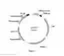 Fig. 02 - NON-VIRAL IPSCS INDUCING COMPOSITION AND KITS
