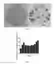 Fig. 06 - NON-VIRAL IPSCS INDUCING COMPOSITION AND KITS