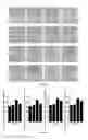 Fig. 08 - NON-VIRAL IPSCS INDUCING COMPOSITION AND KITS