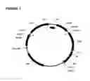 Fig. 02 - Expression vectors comprising chimeric cytomegalovirus promoter and enhancer sequences