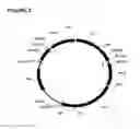 Fig. 03 - Expression vectors comprising chimeric cytomegalovirus promoter and enhancer sequences