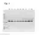 Fig. 02 - Further improved AAV vectors produced in insect cells
