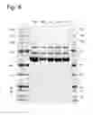 Fig. 07 - Further improved AAV vectors produced in insect cells
