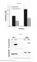 Fig. 08 - Multi-enzyme conjugate, method for preparing the same and method for preparing organic compound using the same