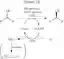 Fig. 29 - Multi-enzyme conjugate, method for preparing the same and method for preparing organic compound using the same