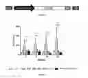 Fig. 02 - Nucleic acid constructs and gene therapy vectors for use in the treatment of Wilson's disease and other conditions
