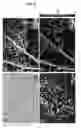 Fig. 09 - Systems and methods for multispectral photoacoustic microscopy