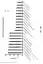 Fig. 63 - OLIGONUCLEOTIDE PROBES AND USES THEREOF