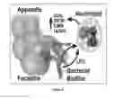 Fig. 07 - Blood biomarkers for appendicitis and diagnostics methods using biomarkers