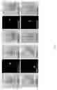 Fig. 32 - Rationale, methods, and assays for identifying human and non-human primate taste specific genes and use thereof in taste modulator and therapeutic screening assays