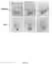 Fig. 35 - Rationale, methods, and assays for identifying human and non-human primate taste specific genes and use thereof in taste modulator and therapeutic screening assays