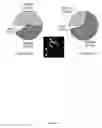 Fig. 37 - Rationale, methods, and assays for identifying human and non-human primate taste specific genes and use thereof in taste modulator and therapeutic screening assays