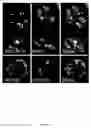 Fig. 45 - Rationale, methods, and assays for identifying human and non-human primate taste specific genes and use thereof in taste modulator and therapeutic screening assays