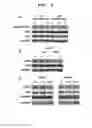 Fig. 07 - Compositions and methods for treating multiple myeloma