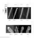 Fig. 03 - Shell-enabled vertical alignment and precision-assembly of a close-packed colloidal crystal film