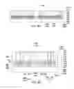 Fig. 09 - Semiconductor devices and methods of manufacturing the same