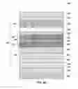 Fig. 07 - Magnetic cell structures, and methods of fabrication