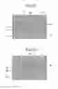 Fig. 18 - Laser diode and method of manufacturing laser diode
