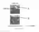 Fig. 01 - PROCESS AND METHOD OF SUSTAINABLE IMPROVEMENT OF SEAFOOD PRODUCTION IN OCEAN WATERS