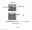 Fig. 02 - PROCESS AND METHOD OF SUSTAINABLE IMPROVEMENT OF SEAFOOD PRODUCTION IN OCEAN WATERS