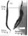 Fig. 04 - CHANGEABLE WIG AND METHOD FOR TRANSFORMING WIG