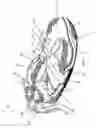 Fig. 02 - Shoe