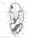 Fig. 06 - Shoe