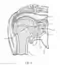 Fig. 02 - Method of using a combination driver/anti-rotation handle for shoulder arthroplasty