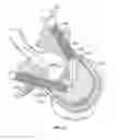Fig. 20 - Bone screw