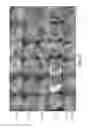 Fig. 09 - Nanoelectroablation control and vaccination
