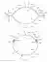Fig. 09 - Refastenable Absorbent Article