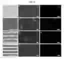Fig. 09 - Nanowire-coated microdevice and method of making and using the same