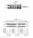 Fig. 09 - Methods of preventing neurodegeneration of association cortex in a mammal