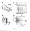 Fig. 02 - Compositions and methods of modulating s-nitrosylation