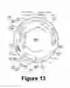 Fig. 14 - Methods for treating a cytomegalovirus infection