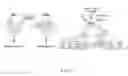 Fig. 02 - Methods and compositions for treating eukaryotic infections via altering aggregation dynamics of Raptor/KOG1