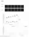 Fig. 04 - Methods and compositions for treating eukaryotic infections via altering aggregation dynamics of Raptor/KOG1