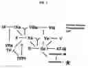 Fig. 02 - NON-ANTICOAGULANT SULFATED OR SULFONATED POLYSACCHARIDES