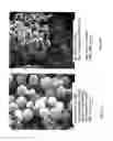 Fig. 02 - Microsphere-based delivery and ex vivo manipulation of dendritic cells for autoimmune therapies