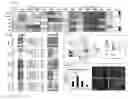 Fig. 09 - Factors and cells that provide for induction of bone, bone marrow, and cartilage