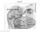 Fig. 45 - Factors and cells that provide for induction of bone, bone marrow, and cartilage