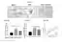 Fig. 49 - EXTRACELLULAR VESICLES WITH ENHANCED POTENCY