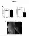 Fig. 03 - METHODS FOR PRODUCING DOPAMINERGIC NEURONS AND USES THEREOF