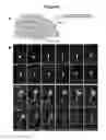 Fig. 08 - METHODS FOR PRODUCING DOPAMINERGIC NEURONS AND USES THEREOF