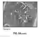 Fig. 65 - Compositions comprising bacterial strains